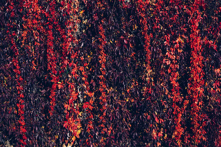 Autumn red ivy natural wall backgroundの写真素材