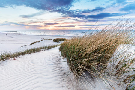 Beach grass on dune, Baltic sea at sunset. Calm landscape