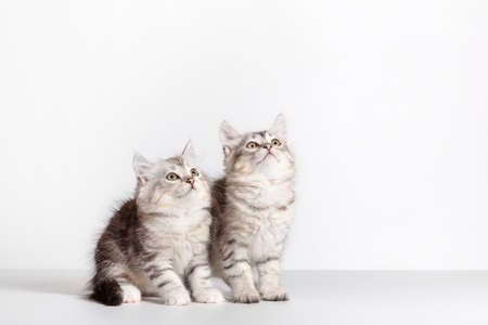 Siberian cats two kittens on white background looking up. Purebredの写真素材