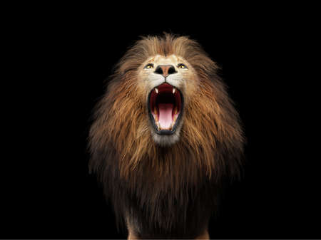 Lion roaring portrait on black. 3D illustrationの写真素材