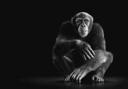 Chimpanzee monkey sitting portrait on black backgroundの写真素材