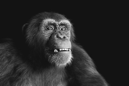Chimpanzee monkey portrait on black backgroundの写真素材