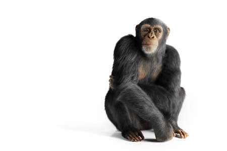 Chimpanzee monkey portrait isolated on whiteの写真素材