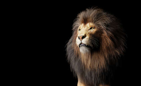 Lion portrait on black. 3D illustrationの写真素材