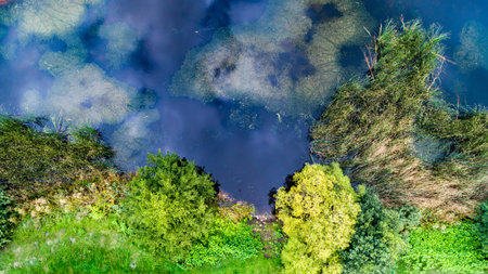Aerial view of lake shore with bush and trees. Green shoreline