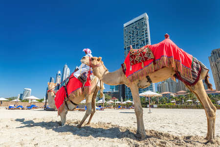 Camels on Dubai jumeirah beach with marina skyscrapers in UAE. Popular public JBR beachのeditorial素材