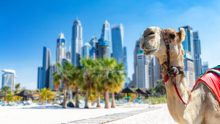 Camel on Dubai jumeirah beach with marina skyscrapers in UAE. Popular public JBR beachの写真素材