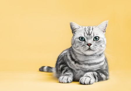 Kitten British shorthair silver tabby cat portrait. Purebredの写真素材