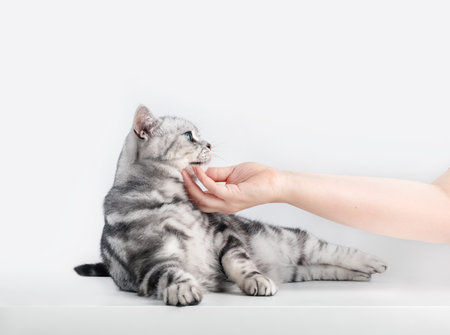 Stroking a kitten British shorthair silver tabby cat, purebred. Copy-space on whiteの写真素材