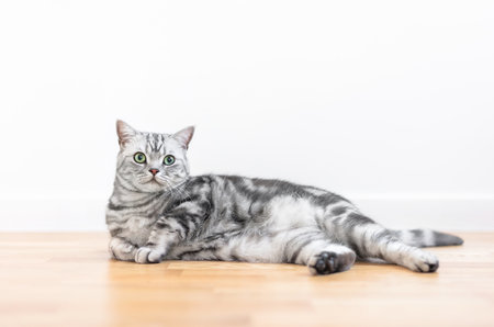 Kitten British shorthair silver tabby cat at home, purebredの写真素材