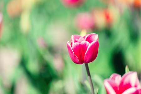 Tulip flower in bloom in spring. Colorful spring timeの写真素材