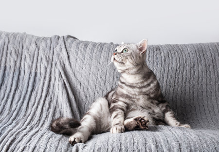 Kitten British shorthair silver tabby cat play at home, purebredの写真素材