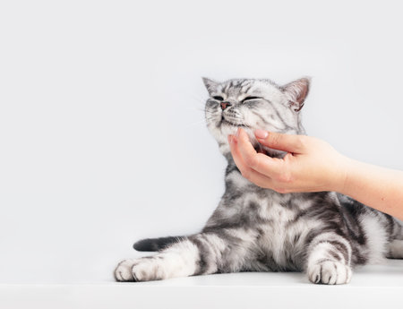 Stroking a kitten British shorthair silver tabby cat, purebred. Copy-space on whiteの写真素材
