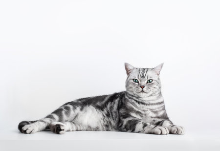 Kitten British shorthair silver tabby cat portrait isolated on white, purebredの写真素材
