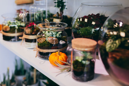Green plants in glass jar terrariums in florist shopの写真素材