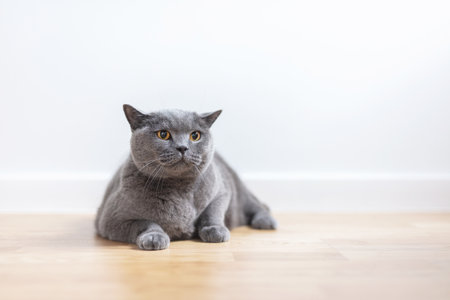 British cat at home lying on the floor. British shorthair breedの写真素材