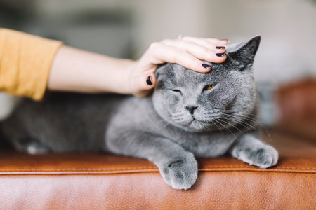 Woman hand stroking British cat cute petの写真素材