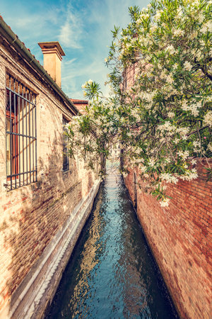 Venice, Italy a narrow canal with green flower tree. Historic Italian city on waterの写真素材