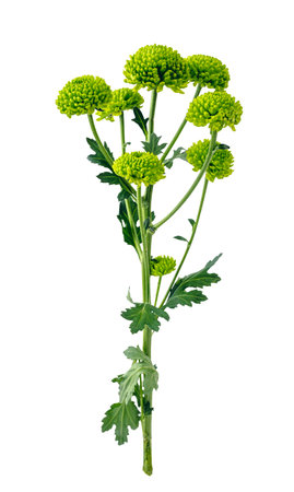 Bunch of wild flowers isolated on white background.の写真素材