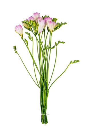 Bunch of wild flowers isolated on white background.の写真素材
