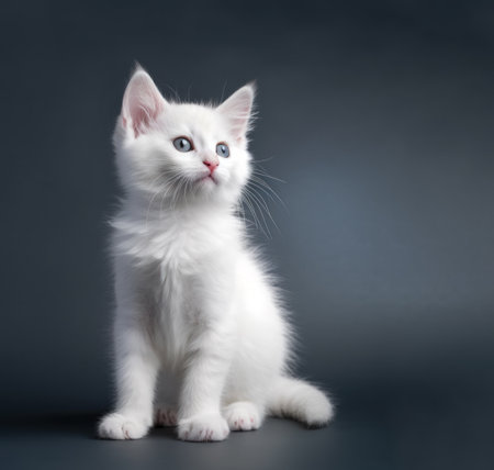 Cute cat, a white kitten posing in a studio against a gray background. Generative AI.の素材