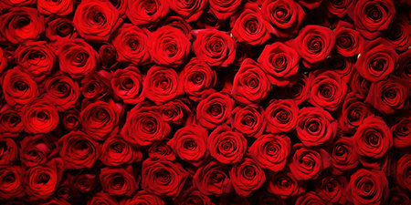 Red roses background symbolizing love and passion.の素材