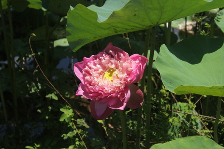 lotus8の写真素材