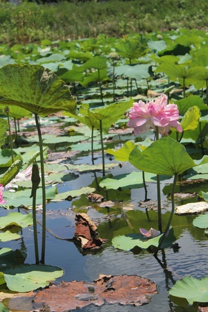 lotus3の写真素材