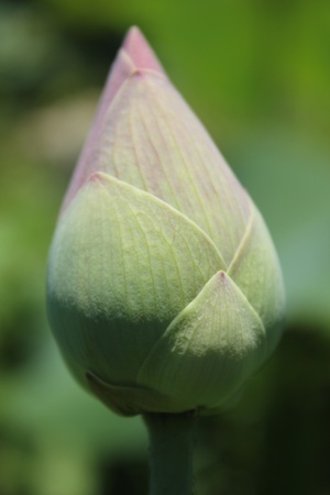 lotus2の写真素材