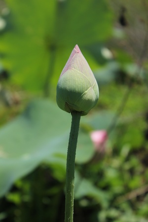 lotus1の写真素材