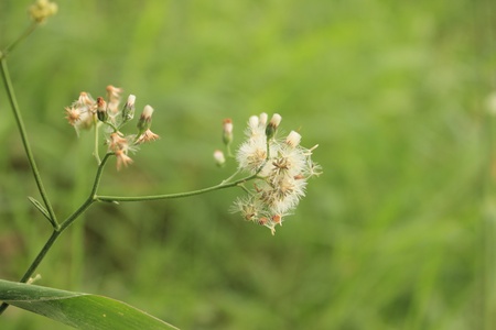 Wild flowersの写真素材