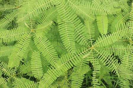 be verdantの写真素材