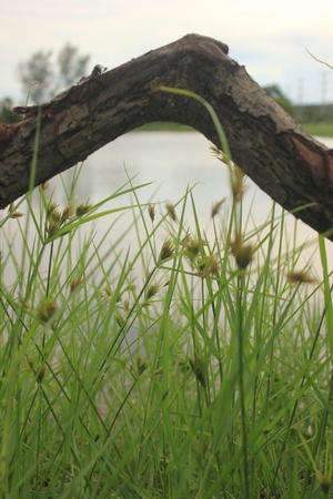 Dry tree and The grassの写真素材