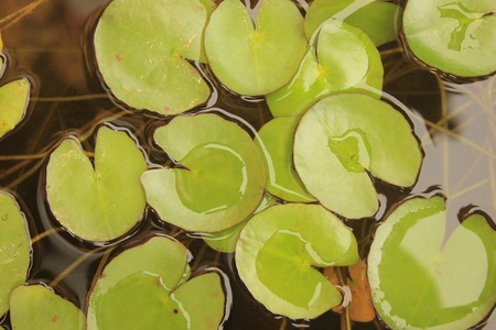 Lotus leaf decoration の写真素材