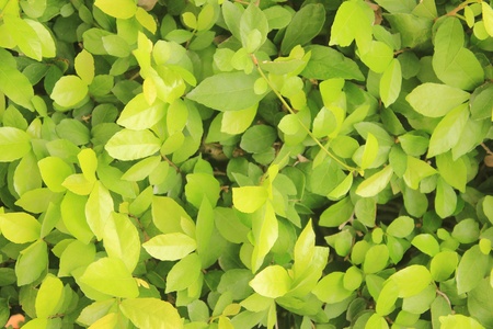 Green leaves の写真素材