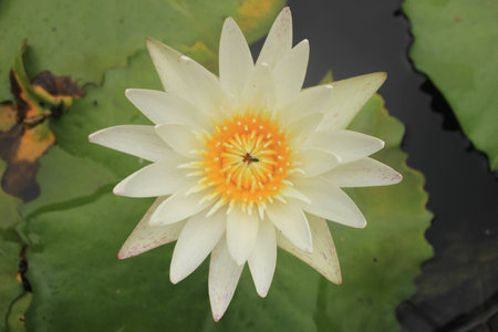 White lotus flower nectar and insects の写真素材