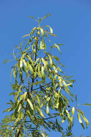 Acacia in blue skyの写真素材