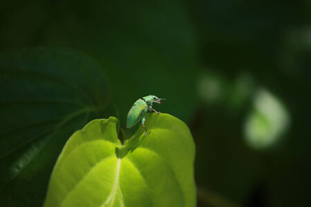 winner bugの写真素材