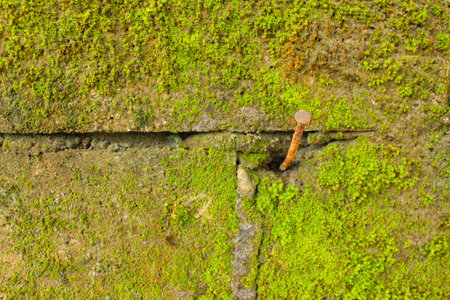 Moss on wallの写真素材