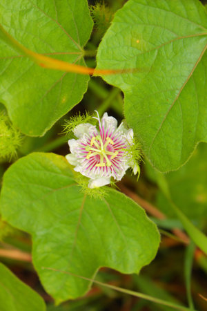 wildflowersの写真素材