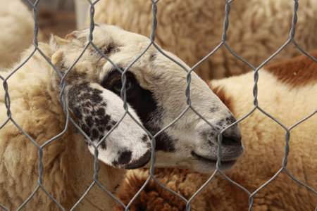Sheep in cageの写真素材