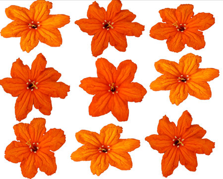 orang flower on white backgroundの写真素材