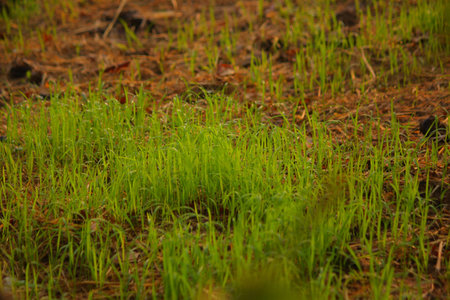 Rice seedlings in paddyの写真素材
