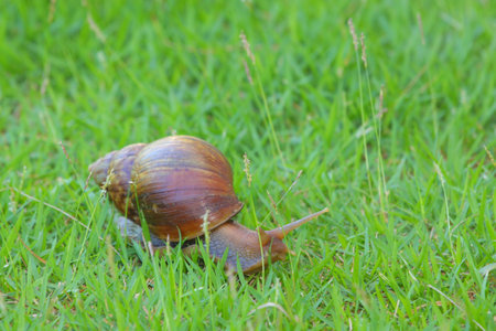 snail walking on grassの写真素材