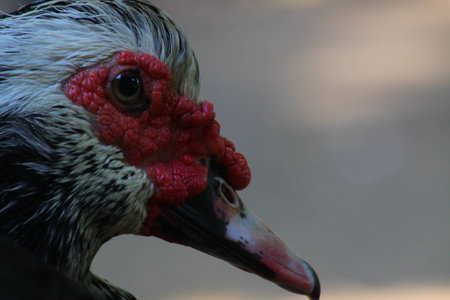Muscovy close-upの写真素材
