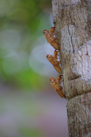 Cicada on wood and blur backgroundの写真素材