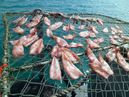 Dried octopus on fishing boatの写真素材