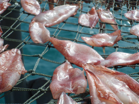 Dried octopus on fishing boatの写真素材