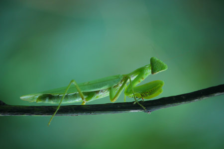 Mantis on the plantの写真素材