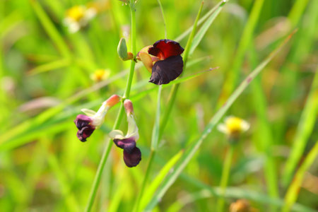 The grass-covered groundの写真素材